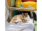 Adopt Callie a Calico or Dilute Calico Domestic Shorthair / Mixed cat in San