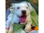 Adopt Kirby a White - with Tan, Yellow or Fawn Wirehaired Fox Terrier / Mixed