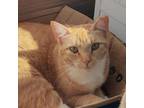 Adopt Hera a Orange or Red Domestic Shorthair / Mixed cat in San Pablo