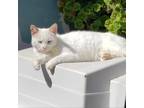 Adopt Atticus a White Domestic Shorthair / Mixed cat in San Pablo, CA (38421363)