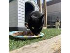 Adopt Decker a All Black Domestic Shorthair / Mixed cat in San Pablo