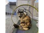 Adopt Isis aka Fluffy a Tortoiseshell Domestic Longhair / Mixed cat in San