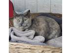 Adopt Allyson a Gray or Blue Domestic Shorthair / Mixed cat in San Pablo
