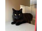 Adopt Nikki aka Black a All Black Domestic Longhair / Mixed cat in San Pablo
