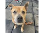Adopt Ace a Red/Golden/Orange/Chestnut Pit Bull Terrier / Mixed dog in San