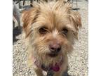 Adopt Jasmine a Terrier (Unknown Type, Small) / Mixed dog in San Pablo