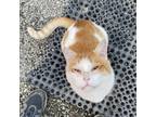 Adopt Jello Price a Orange or Red Domestic Shorthair / Mixed cat in San Pablo