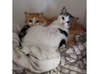 Adopt Rio a White Domestic Shorthair / Mixed cat in San Pablo, CA (38421466)