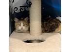 Adopt Pia a Calico or Dilute Calico Domestic Mediumhair / Mixed cat in San