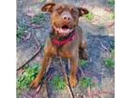 Adopt Duke a Brown/Chocolate Pit Bull Terrier / Mixed dog in San Pablo