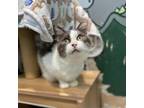 Adopt Tara a White Domestic Shorthair / Mixed cat in San Pablo, CA (38421501)