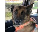 Adopt Nico a Black German Shepherd Dog / Mixed dog in San Pablo, CA (38421504)