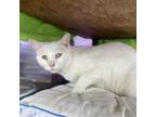 Adopt Princess a White Turkish Van / Mixed cat in San Pablo, CA (38421580)