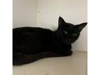 Adopt Hawaii a All Black Domestic Shorthair / Mixed cat in San Pablo