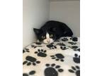 Adopt Shyann a All Black Domestic Shorthair / Domestic Shorthair / Mixed cat in