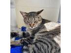 Adopt Flower a Gray or Blue Domestic Shorthair / Domestic Shorthair / Mixed cat