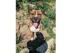 Adopt Toby a Brindle American Staffordshire Terrier / Mixed dog in Middletown
