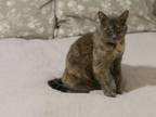 Adopt Tigger - URGENT a Tortoiseshell Domestic Shorthair (short coat) cat in