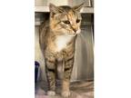 Adopt Patches a Orange or Red Domestic Shorthair / Domestic Shorthair / Mixed