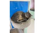 Adopt Stuart a Gray or Blue Domestic Shorthair / Domestic Shorthair / Mixed cat