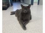 Adopt Henry a Gray or Blue Domestic Shorthair / Domestic Shorthair / Mixed cat