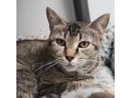 Adopt Hazel a All Black Domestic Shorthair / Mixed cat in Carroll, IA (38422606)