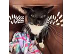 Adopt Aaron a All Black Domestic Mediumhair / Mixed cat in Kanab, UT (38422739)
