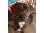 Adopt Miles a Brindle - with White Coonhound (Unknown Type) / Pit Bull Terrier /
