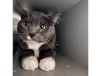 Adopt Ella a Gray or Blue Domestic Shorthair / Mixed cat in Kanab, UT (38422741)