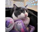 Adopt Gabe a Gray or Blue Domestic Mediumhair / Mixed cat in Kanab