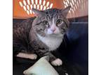 Adopt Jackson a Brown or Chocolate Domestic Mediumhair / Mixed cat in Kanab