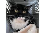 Adopt Gordon a All Black Domestic Mediumhair / Mixed cat in Kanab, UT (38422751)