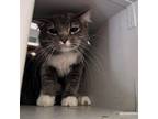 Adopt Danielle a Gray or Blue Domestic Mediumhair / Mixed cat in Kanab