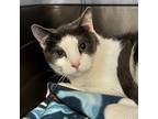 Adopt Clara a Gray or Blue Domestic Mediumhair / Mixed cat in Kanab