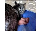 Adopt David a All Black Domestic Shorthair / Mixed cat in Kanab, UT (38422722)