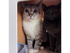 Adopt Linda a Tiger Striped Domestic Shorthair / Mixed cat in Kanab