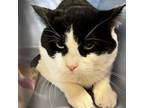 Adopt Liam a All Black Domestic Shorthair / Mixed cat in Kanab, UT (38422730)