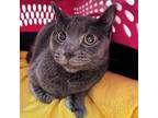 Adopt Sienna a Gray or Blue Domestic Shorthair / Mixed cat in Kanab