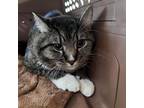 Adopt Declan a Brown or Chocolate Domestic Shorthair / Mixed cat in Kanab