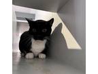 Adopt Susan a All Black Domestic Shorthair / Mixed cat in Kanab, UT (38422726)