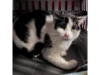 Adopt Morgan a All Black Domestic Shorthair / Mixed cat in Kanab, UT (38422736)