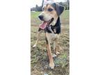Adopt Carmen a Black - with Tan, Yellow or Fawn Hound (Unknown Type) / Hound