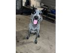 Adopt Luna a Black - with Gray or Silver Australian Cattle Dog / Mixed dog in