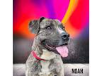 Adopt Noah a Brown/Chocolate American Pit Bull Terrier / Mixed dog in