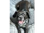 Adopt Whiskey a Black - with White Terrier (Unknown Type
