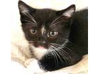 Adopt Amelia a Black & White or Tuxedo Domestic Shorthair (short coat) cat in