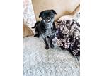 Adopt Nana a Black Pug / Mixed dog in Fernley, NV (38424644)