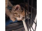 Adopt Tilly a Orange or Red Domestic Mediumhair / Mixed cat in Abilene