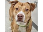 Adopt Kurby a Brown/Chocolate Pit Bull Terrier / Mixed dog in Chatham