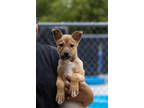 Adopt Pineapple a Tan/Yellow/Fawn Mixed Breed (Large) / Mixed dog in Hamilton